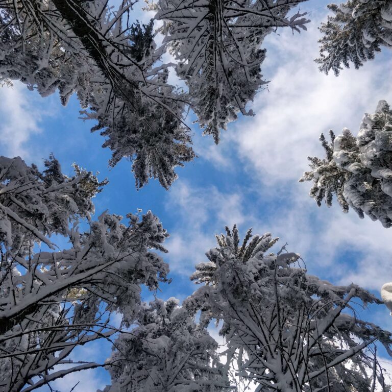 Randonnée dans la neige à Gérardmer